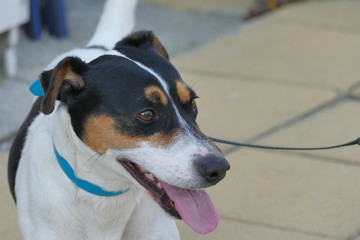 Portrait of a beautiful specimen of jack russell