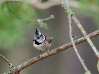 Crested tit, Parus cristatus