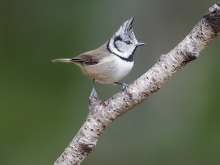 Crested tit, Parus cristatus