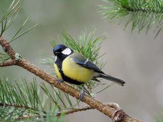 Great tit, Parus major