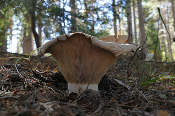 Fototapeta premium Lactarius vellereus is a genus of mushroom commonly known as milk-cap