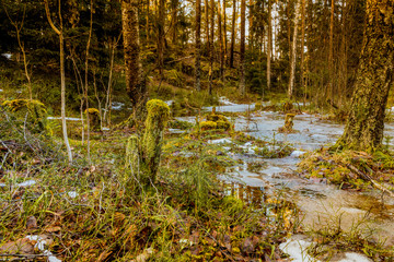 Pnie drzew porośnięte mchem na rozlewisku, bagnie na wczesną wiosnę z taflami lodu © Dreamnordno