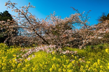 ヤマサクラに菜の花