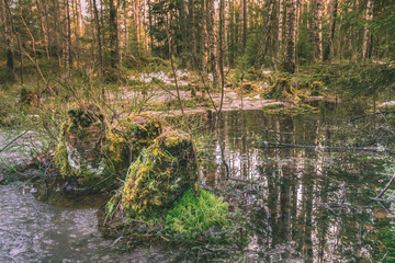 Pnie drzew porośnięte mchem na rozlewisku, bagnie na wczesną wiosnę z taflami lodu © Dreamnordno