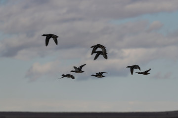 Ducks flying over water freezeout lake