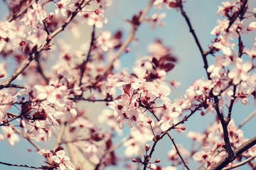 Fototapeta na wymiar Close-up of Cherry Blossoms