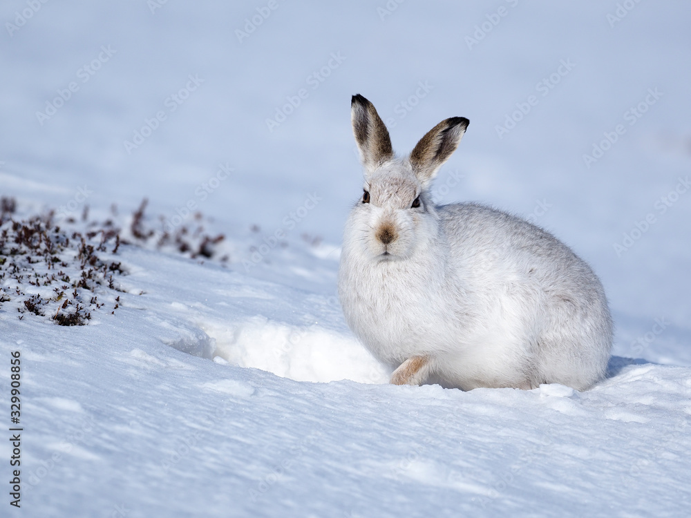 Wall mural Mountain hare, Lepus timidus