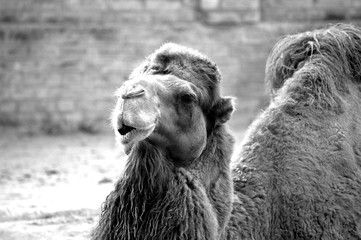 portrait of camel