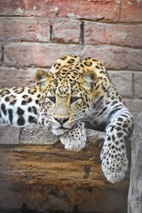 portrait of a leopard