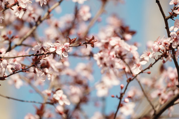 Close-up of Cherry Blossoms