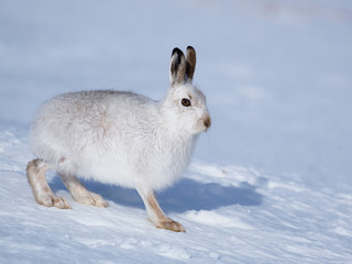 Mountain hare, Lepus timidus