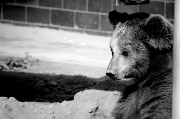brown bear