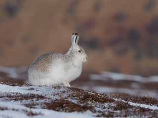 Mountain hare, Lepus timidus