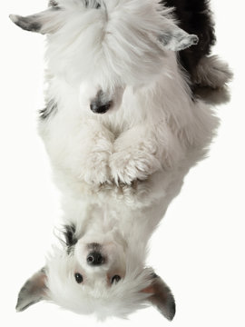 dog on a white background with reflection. Fluffy pet in the studio on white. beautiful Chinese crested