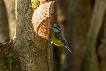 Cyanistes caeruleus.Eurasian Blue Tit against a natural woodland background.