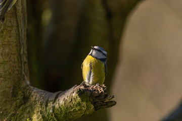 Cyanistes caeruleus.Eurasian Blue Tit against a natural woodland background.