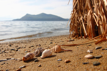 Details from the sea, for wallpaper, wall stickers, billboards