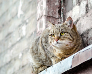 cat sits on the windowsill of an old house and watches