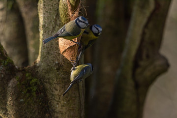 Cyanistes caeruleus.Eurasian Blue Tit against a natural woodland background.