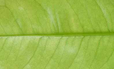 texture of green leaf