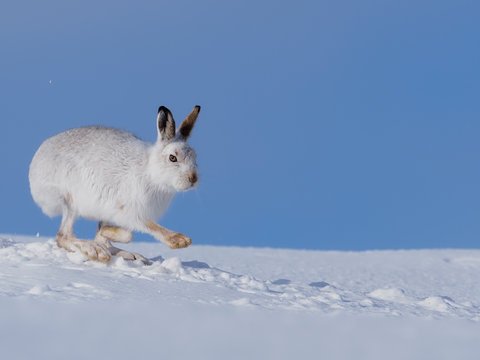 Mountain hare, Lepus timidus