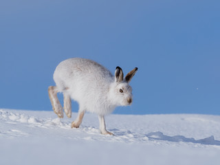 Mountain hare, Lepus timidus