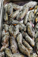 Shell mussels are sold in the street market
