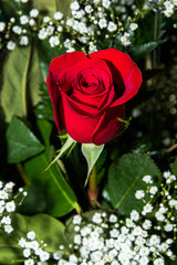 Red Rose with Baby's Breath