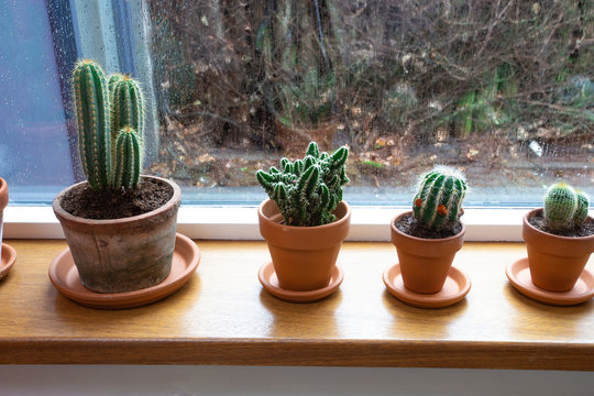 Various green cactus plants in pots on a windowsill near a window with raindrops in a cozy home. Decorative indoor plants photo.
