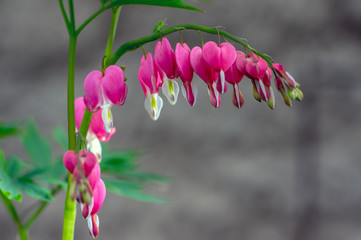 Dicentra spectabilis pink bleeding hearts in bloom on the branches, flowering plant in springtime...