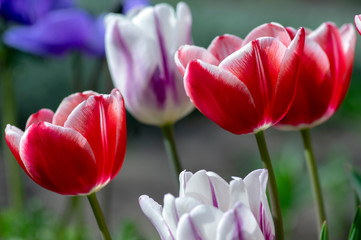 Fresh flowering tulips in springtime garden, beautiful early tulipa gesneriana flowers in bloom, various colors, flowers bunch