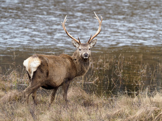 Red deer, Cervus elaphus