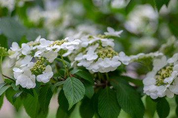 Viburnum plicatum flowering spring white flowers, beautiful ornamental Japanese snowball shrub in bloom, green fresh leaves