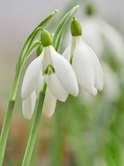 Snowdrop or common snowdrop (Galanthus nivalis) flowers.