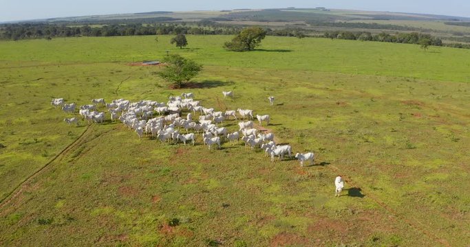 Agribusiness - Aerial photo of white Nellore cattle herd, green pasture in Brazil - Livestock