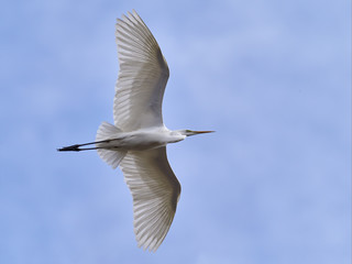 Ardea alba Great Egret Flying with catch.