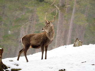 Obraz premium Red deer, Cervus elaphus