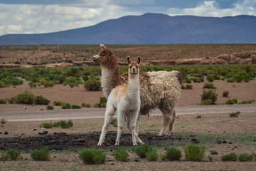 Two llamas / Alpacas graze on a farm in Bolivia, South America