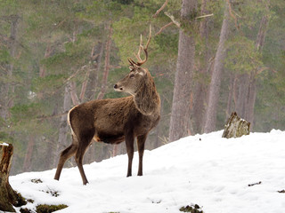 Red deer, Cervus elaphus