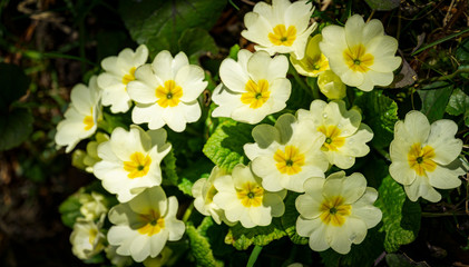 Obraz premium Gentle spring white Common Primrose (Primula acaulis or primula vulgaris) against background of green foliage and earth. Spring concept of awakening nature. Selective focus.