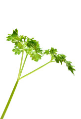 twig of parsley isolated on white background