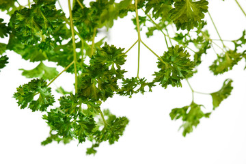Fototapeta na wymiar branch of green parsley leaves isolated on white