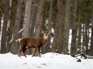 Red deer, Cervus elaphus