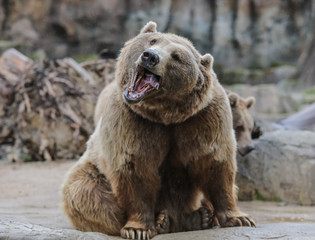 brown bear in the zoo