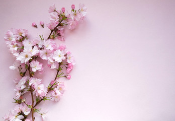 Fototapeta na wymiar Light pink blooming sakuka tree branch, delicate spring flowers flat lay on the light pink background