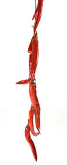 Red chili pepper as decoration for your kitchen room