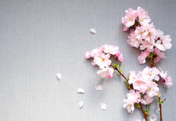 Light pink blooming sakuka tree branch, delicate spring flowers flat lay