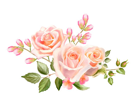 Watercolor tender bouquet of creamy roses flowers isolated on a white background. The trendy design for wedding invitation, poster, greeting cards and web design. Hand drawing floral illustration.