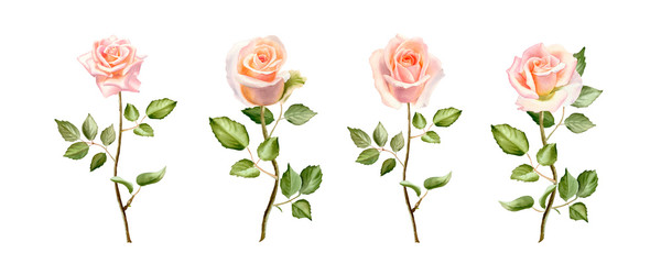 Watercolor tender blush roses flowers with stem.The trendy elegant design for wedding invitation, poster, greeting cards and web design. Hand drawing floral  isolated on a white background.