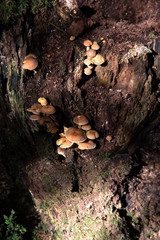 clumps of Fungi/mushrooms growing on a dead/rotting tree stump in autumnal woodland